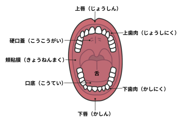 口腔がん検診のすゝめ | 船橋市東船橋の歯医者「ビバ歯科・矯正小児歯科」